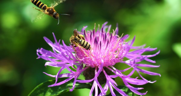 cropped-Bee_Halctus-auf-Centaurea-scabiosa.jpg